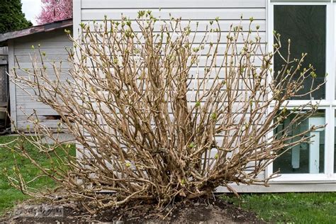 Pruning Hydrangeas In Spring: A Complete Guide – HomeDecorish