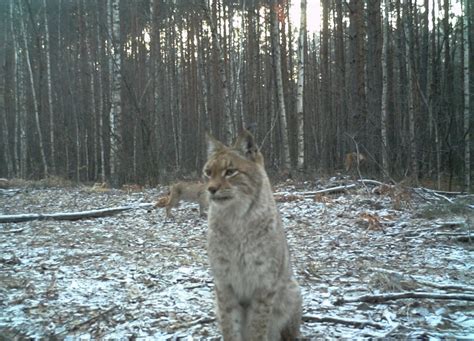 How Chernobyl has become an unexpected haven for wildlife