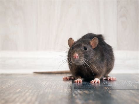 11 Diseases that are Directly Transmitted by Rodents - Proactive Pest Control