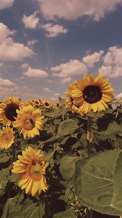 Aesthetic Sunflower HD Wallpapers - Wallpaper Cave