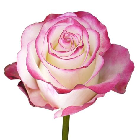 1000+ images about Bi Color Pink Roses on Pinterest