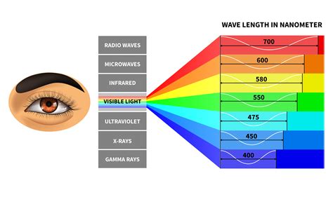 Visible light spectrum. Color waves length perceived by human eye. Rainbow electromagnetic waves ...