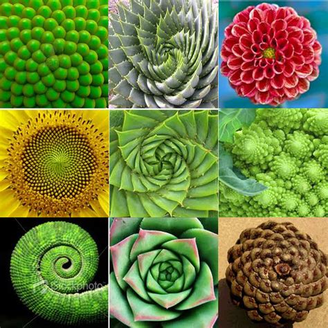 The fibonacci sequence in nature - kesilalpha