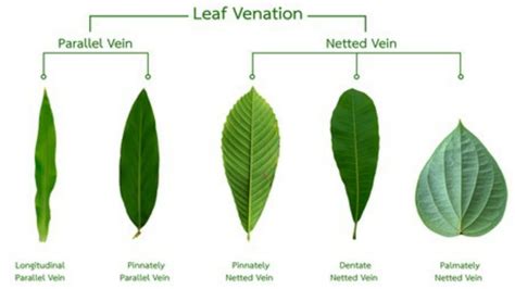 Examples Of Parallel Venation Leaves