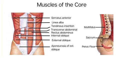 All you need to know about core muscles