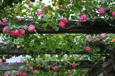 Climbing roses: care measures for a lush bloom - Plantura