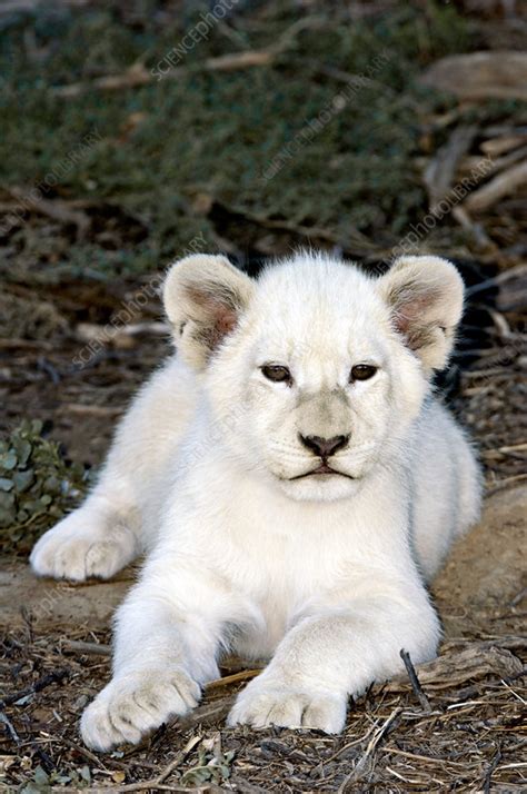 White Lion Animal Cubs