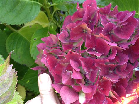 Hydrangea Pruning Made Simple - Landscape Design In A Day