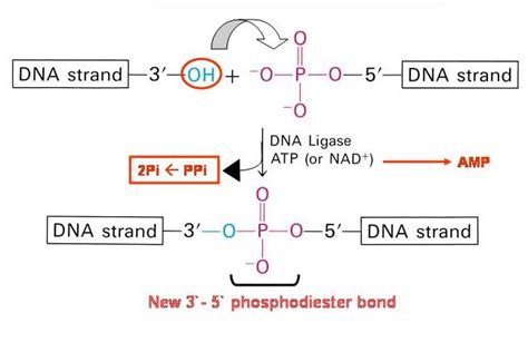 DNA Ligase | UVM Genetics & Genomics Wiki | Fandom powered by Wikia