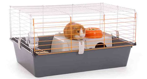 Guinea Pig Cage Size Guide - The Best Indoor Guinea Pig Cages