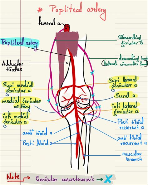 Popliteal artery | Medical school art, Medical anatomy, Medical school essentials