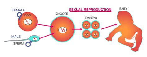 schematic diagram of reproduction of animals - Science - Reproduction in Animals - 6755154 ...