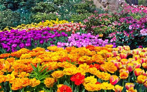 Top 5 beautiful Spring Flowers for your Garden - Bproperty