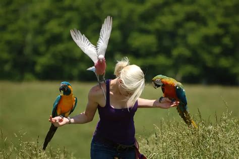 Parrot Flight Training - Parrots and free flight |Train a parrot to not fly away