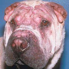 An Overview of Canine Skin Rashes and Treatment Options Available