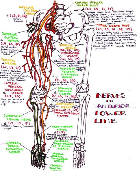 Lower Limb Nerves Diagram