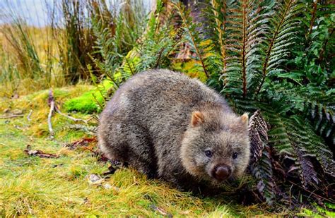 Top 10 Animals in the Australian Outback