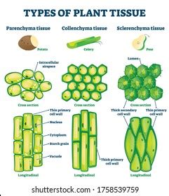 Sclerenchyma Parenchyma Royalty-Free Images, Stock Photos & Pictures | Shutterstock