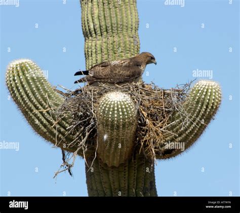 Birds nest in saguaro cactus hi-res stock photography and images - Alamy