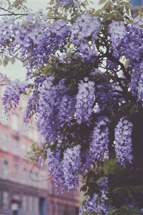 Purple flowers aesthetic - Boswoman