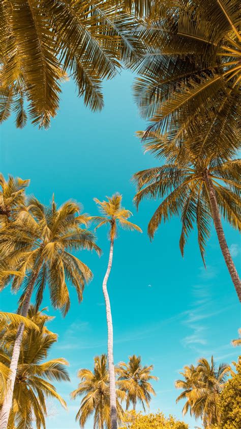 20+ Tropical Palm Tree Wallpaper