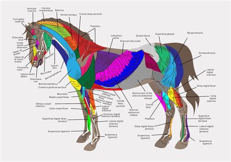 Horse Leg Bone Diagram - Anatomy of the horse's lower leg | Horse anatomy ... - On the front ...