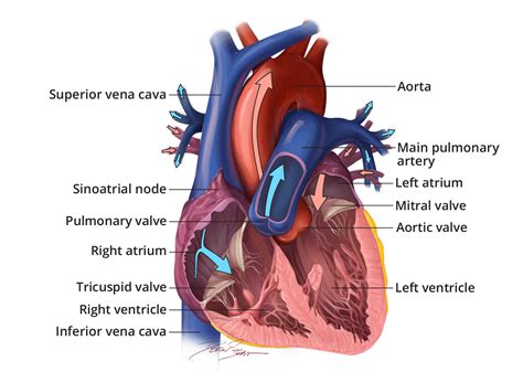 How the Heart Works - What the Heart Looks Like | NHLBI, NIH