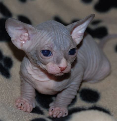 Sphynx Cat Info, Personality, How to Care, Pictures