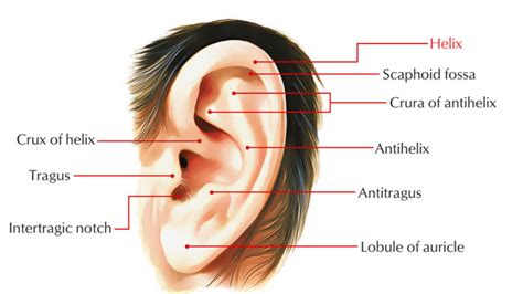 Lobule of Ear / Earlobe/ Auricular Lobule – Earth's Lab