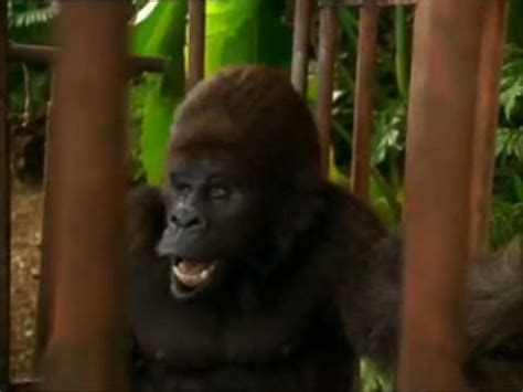 George Of The Jungle Ape