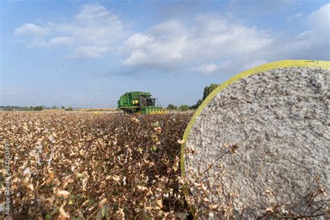 John Deere type cotton picker, 6 rows in a cotton field during picking Stock Photo | Adobe Stock