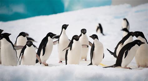 Antarctic Animals Penguins