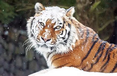 Siberian Tiger - Description, Habitat, Image, Diet, and Interesting Facts