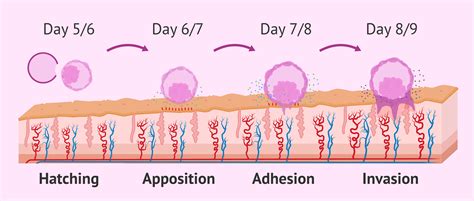 Stages of embryo implantation