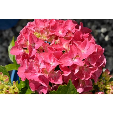 Hydrangea hortensia