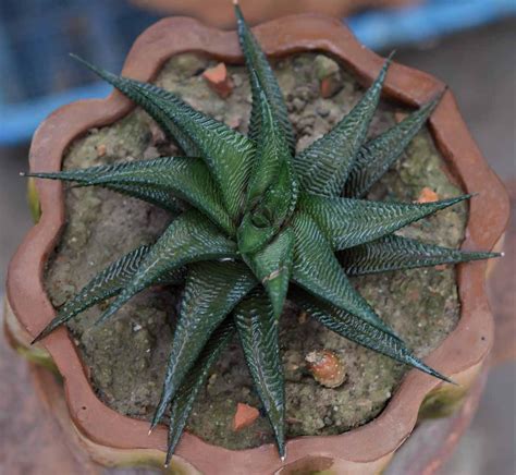 Aloe Aristata Haw Succulent Plant - Nestreeo.com