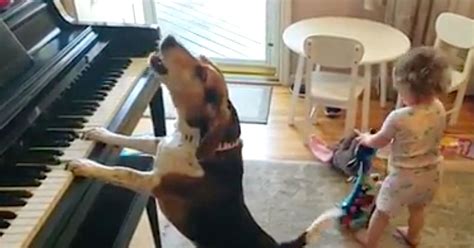 Dog Plays Piano And Sings, So Don't Kibble Over His Talents | HuffPost Entertainment