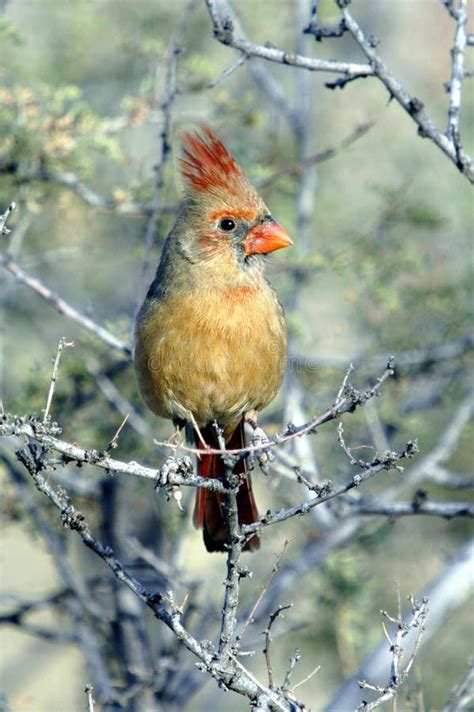 Cardinal - female stock photo. Image of beak, bird, feathered - 36166076