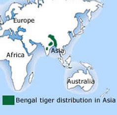 Bengal Tiger - Adaptations of organisms