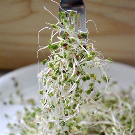 broccoli sprouts | Health Topics | NutritionFacts.org