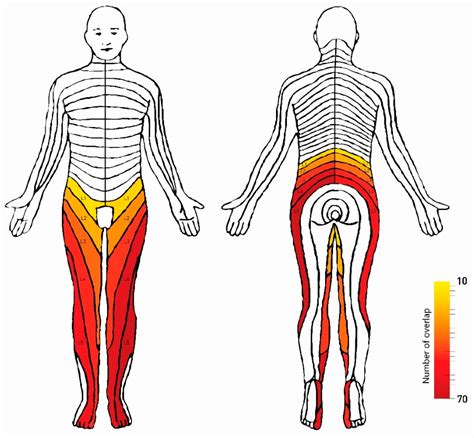 L5 Dermatome Map | SexiezPicz Web Porn