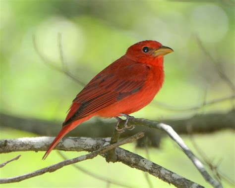 The Woodland Fern: Summer Tanager