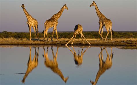 African Safari Giraffe