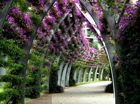 beauty, Nature, Flower, Beautiful, Pink, Garden, Flowery, Path