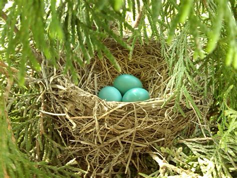 Sherri's Jubilee: The Beauty of Bird Nests