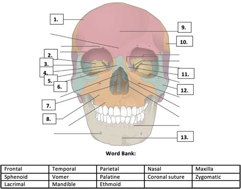 BIO 112 - Facial Bones Quiz - By tgardiner9