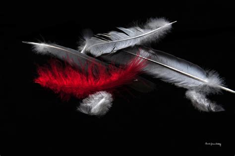 Red Feather by GracefulFoto on DeviantArt