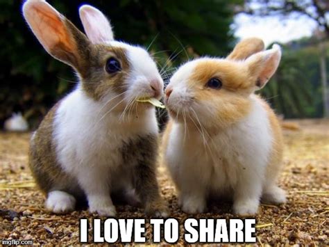 Image tagged in bunnies - Imgflip