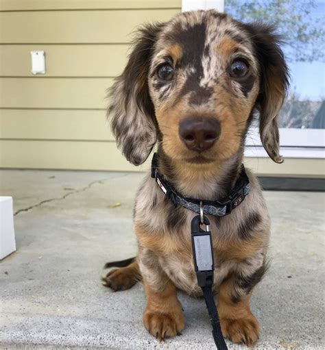 Our miniature, long haired, dapple dachshund:) | Dapple dachshund, Dapple dachshund puppy ...