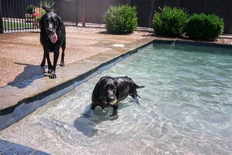 Dog Swimming Pool | Doggie Pool | Dog Hotel | Dog Boarding | St. Louis | Chesterfield